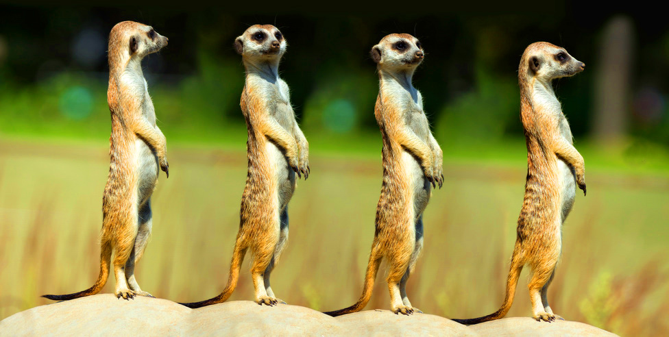 Mehr qualifizierte Kundenanfragen